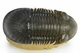 Flying Paralejurus Trilobite - Orange Eye Preservation! #310622-1